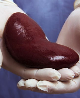 live-organ-transplant